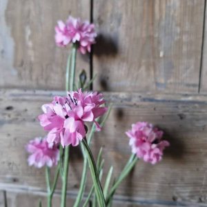 Korenbloem roze